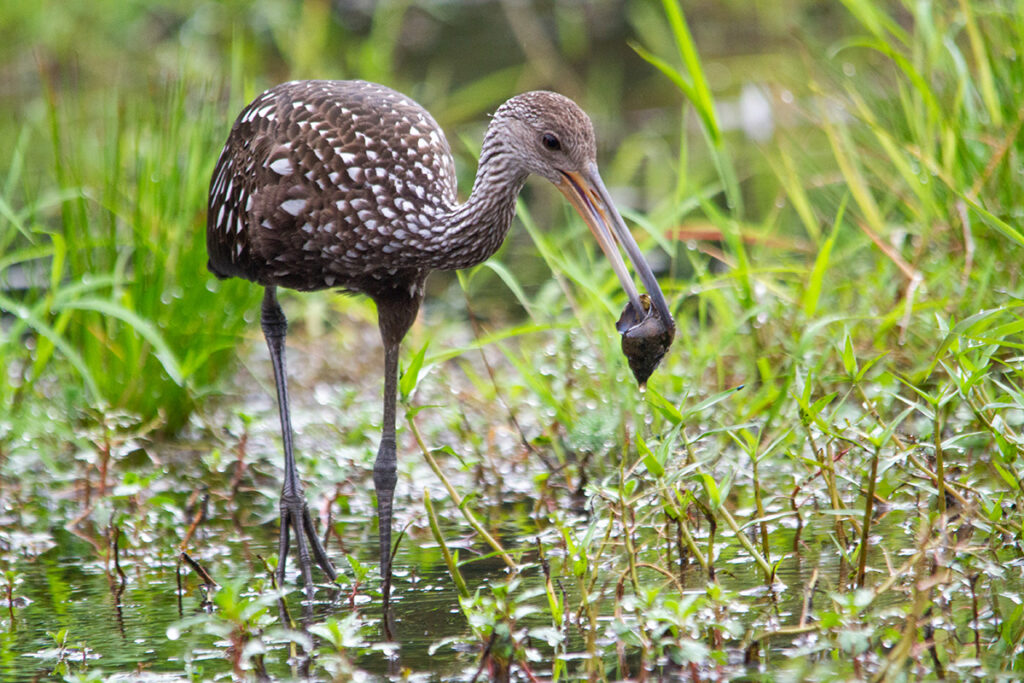 A Limpkin slowly stalks through shallow water, using its curved bill to expertly extract snails from their shells. © E. Danielle Bunch