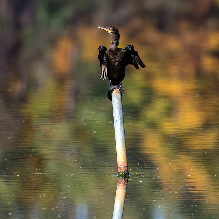 A Neotropic Cormorant perches with wings outstretched, soaking up the sun to dry its feathers after a dive. © Susan Berthelot