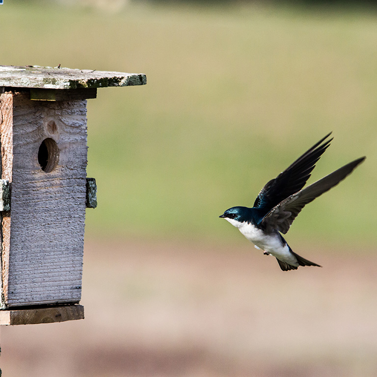 Tree Swallow returning to nestbox. © E. Danielle Bunch
