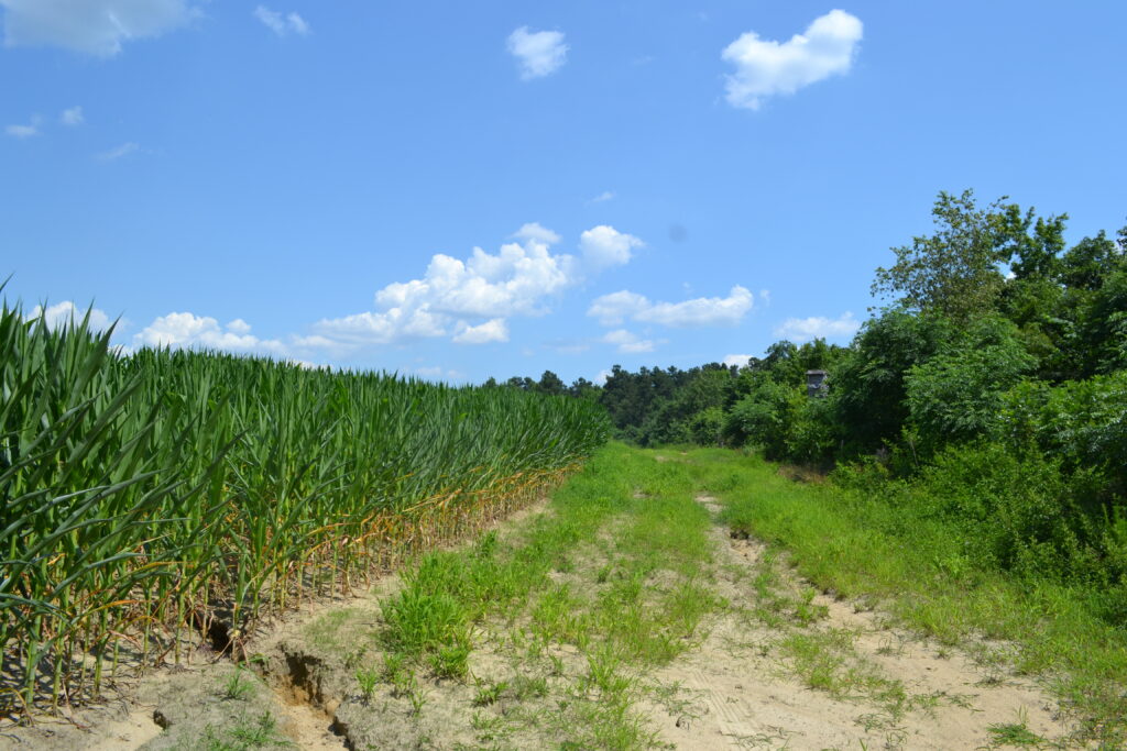 Alexander WMA field (GaDNR)