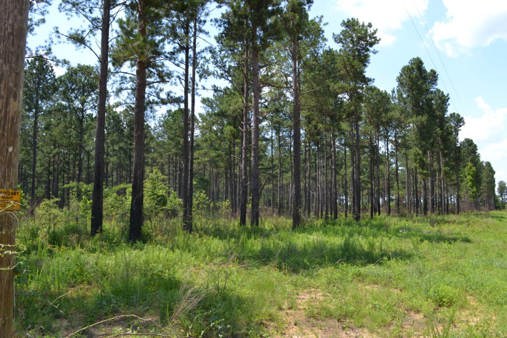 Alexander WMA pine stand (GaDNR)