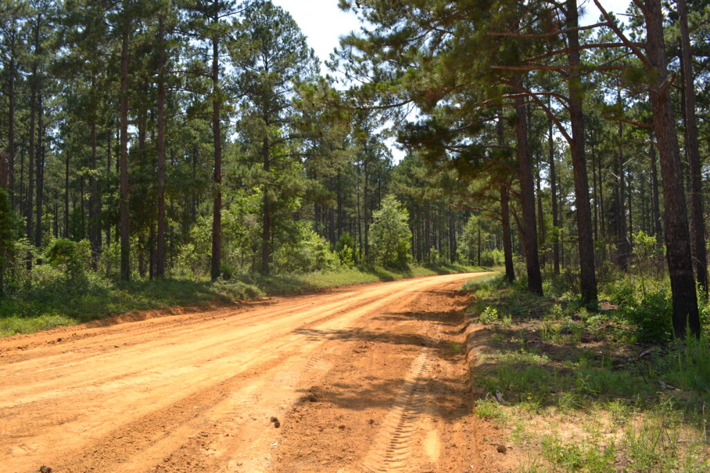 Alexander WMA road (GaDNR)