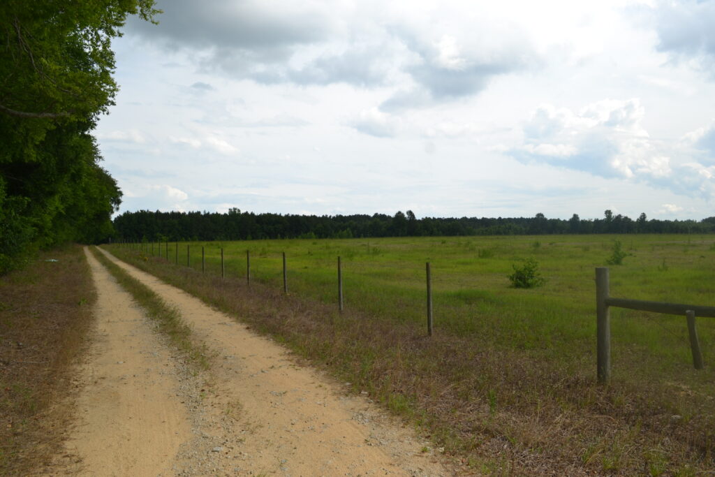 Big Dukes Pond WMA road by field (GaDNR)