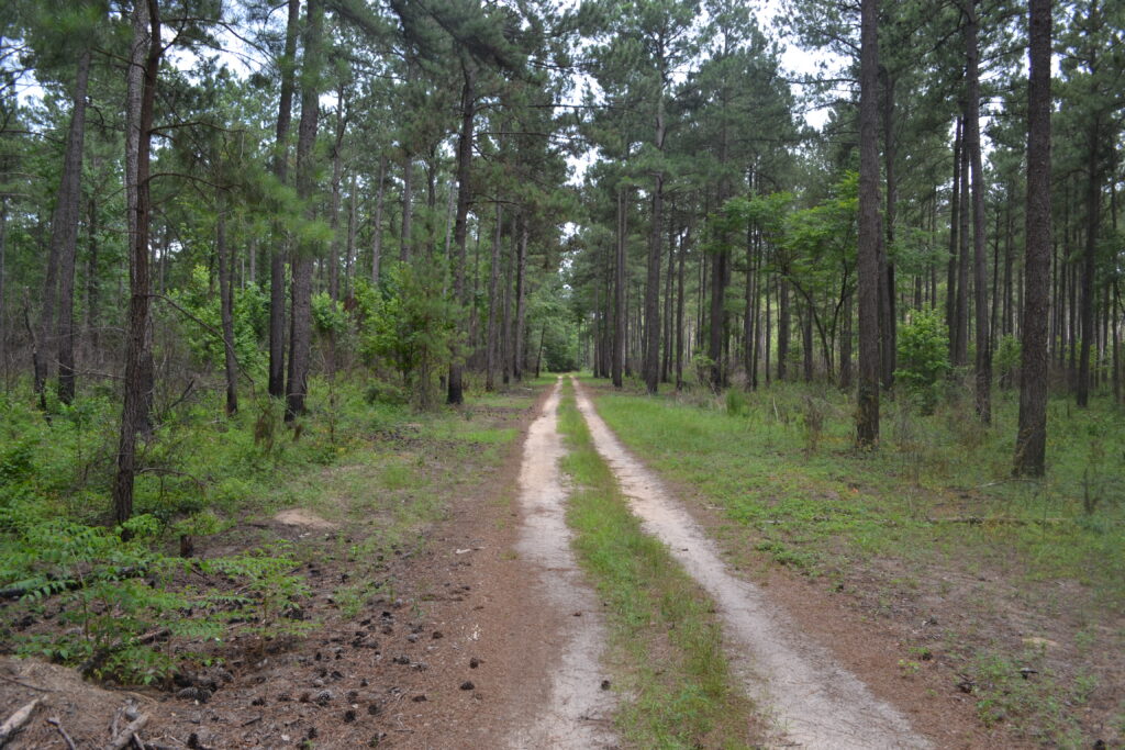 Big Dukes Pond WMA woods road (GaDNR)