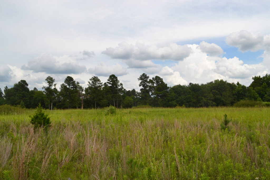 Di Lane Plantation WMA dove field (GaDNR)