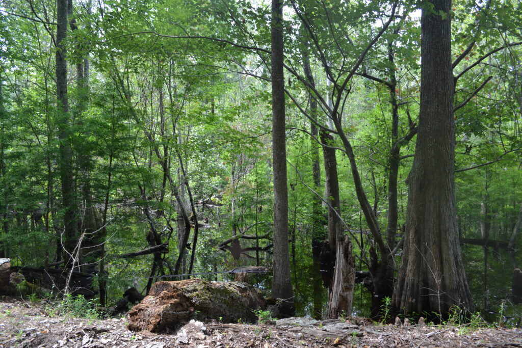 Di Lane Plantation WMA swamp 2 (GaDNR)
