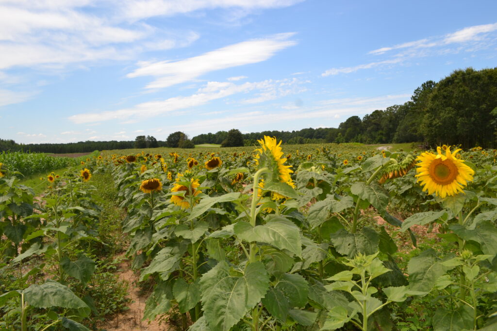 Joe Kurz WMA dove field with sunflowers (GaDNR)