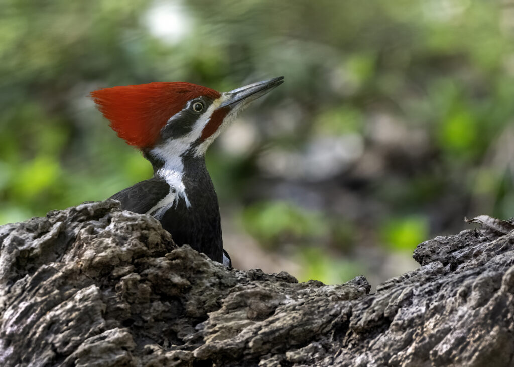 A Pileated Woodpecker, with a vibrant red feathered mohawk peeks from behind a log