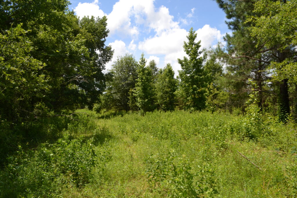 Mead Farm WMA forest opening (GaDNR)