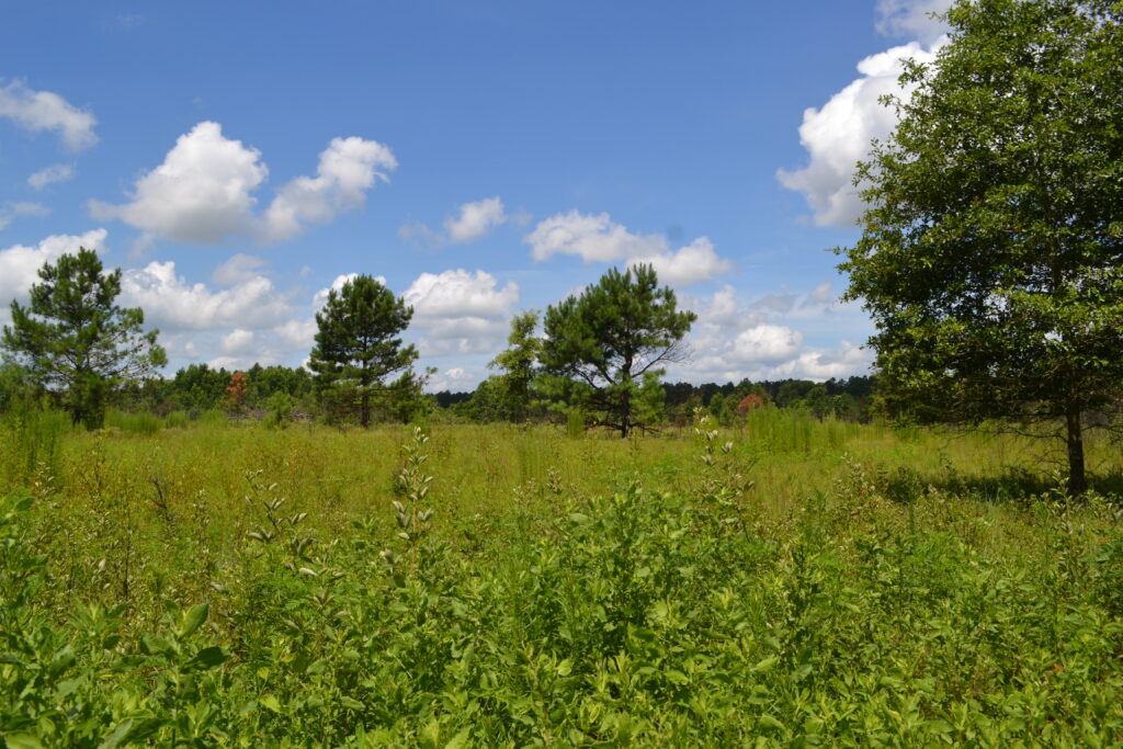 Mead Farm WMA opening (GaDNR)