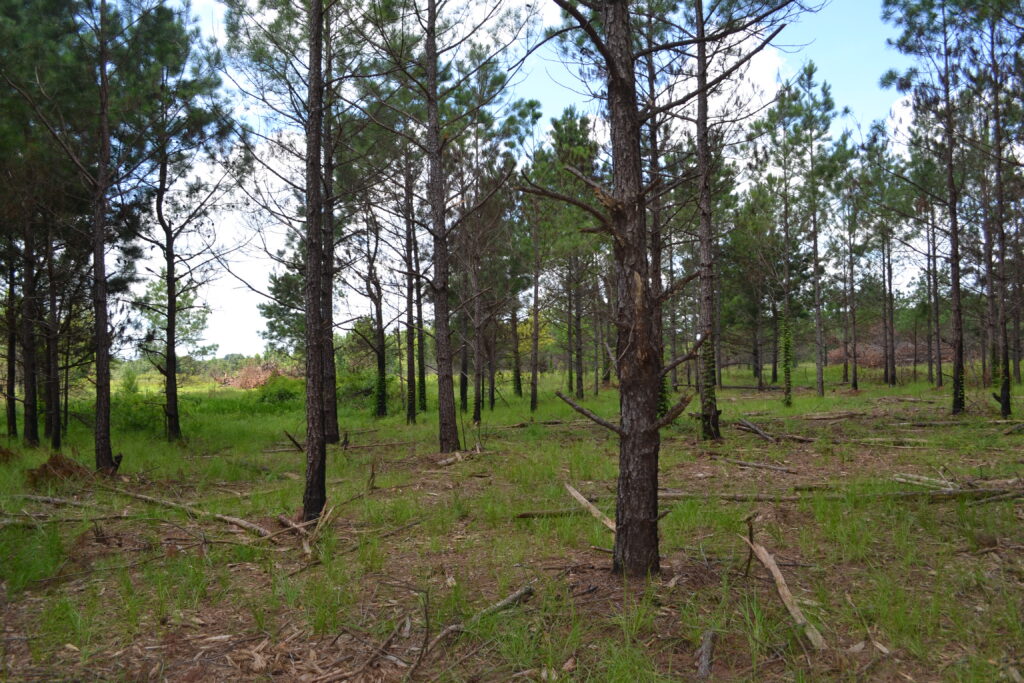 Mead Farm WMA woodland (GaDNR)