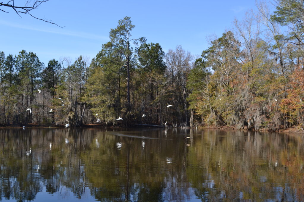 Phinizy Swamp WMA pond and birds (GaDNR)