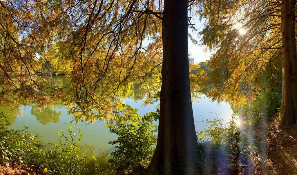 Piedmont Park sunset in the fall through colorful cypress trees