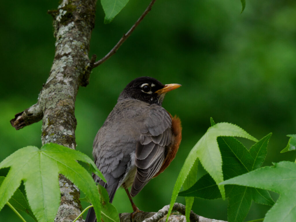 StevenMarkham MorganFalls AmericanRobin