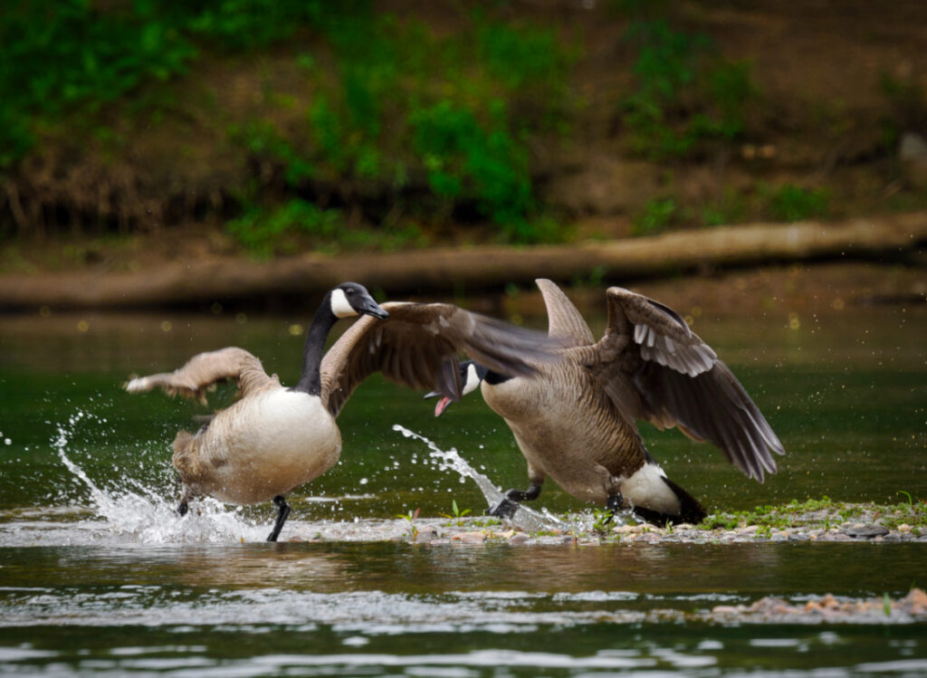 StevenMarkham MorganFalls CanadianGeese