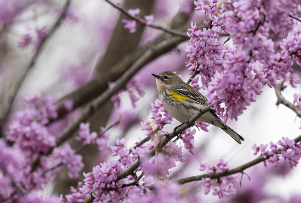 The beautiful pink blooms of an Eastern Redbud with a small, Yellow-rumped Warbler perched within.