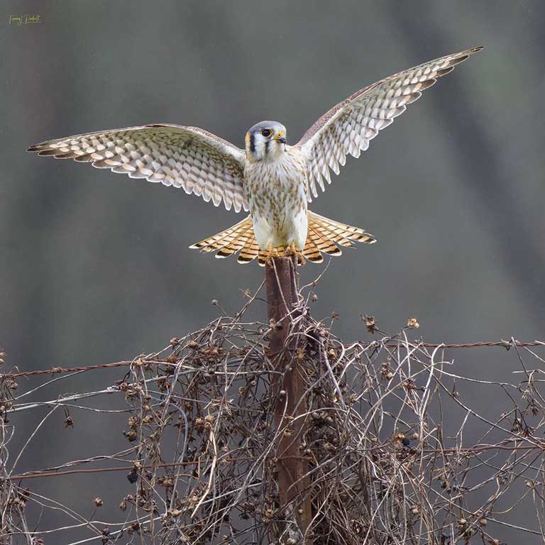 American Kestrel © Tammy Poulnott