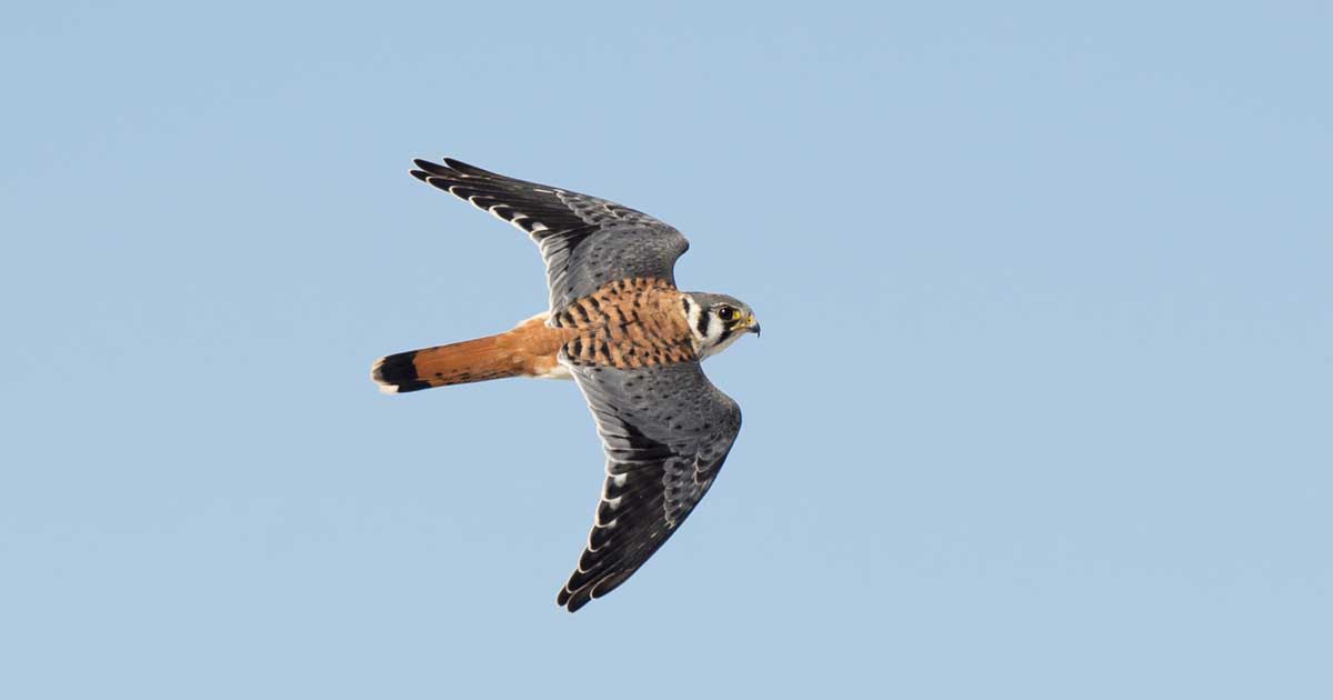 American Kestrel in flight