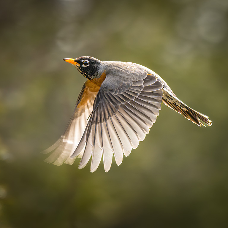 American Robin