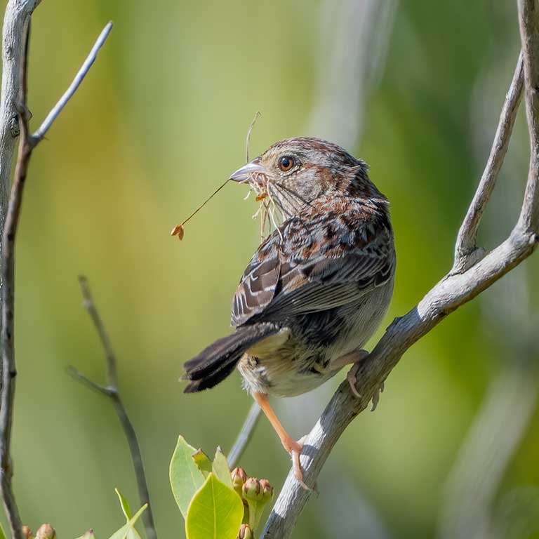 Bachman's Sparrow Bachman's Sparrow