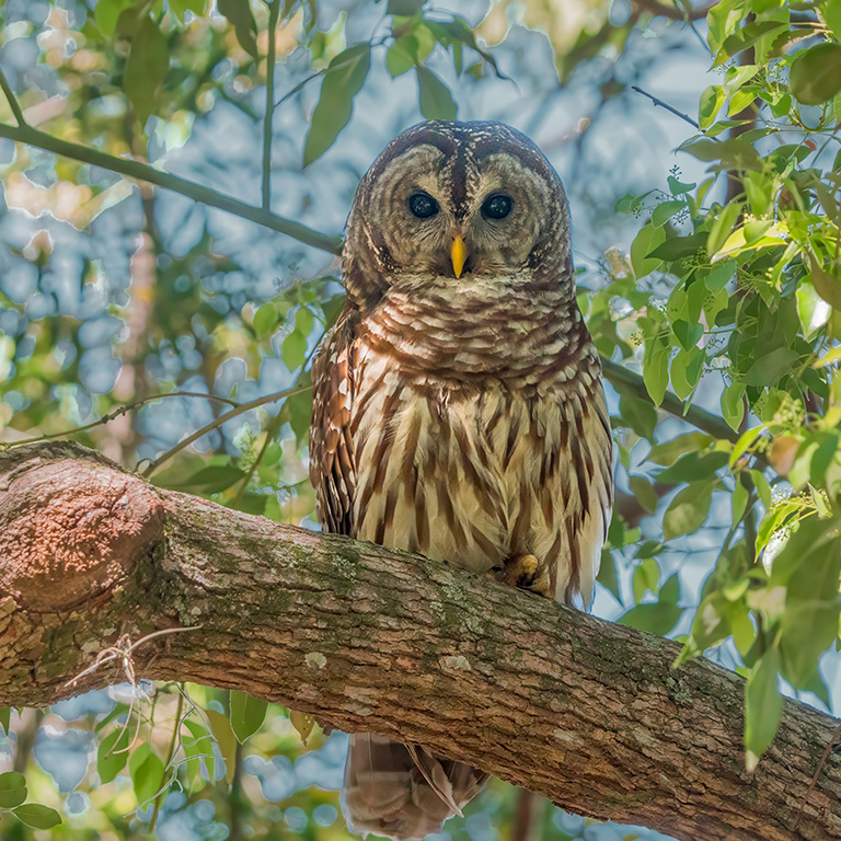 Barred Owl