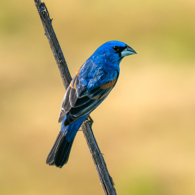 Blue Grosbeak © Steve Rushing