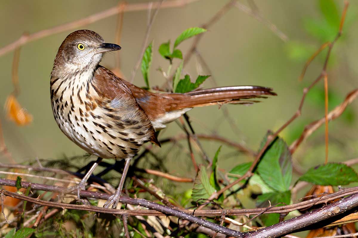 Brown Thrasher © Don Kopanoff 