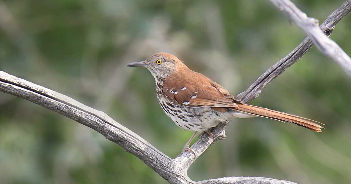 Brown Thrasher perched in a tree