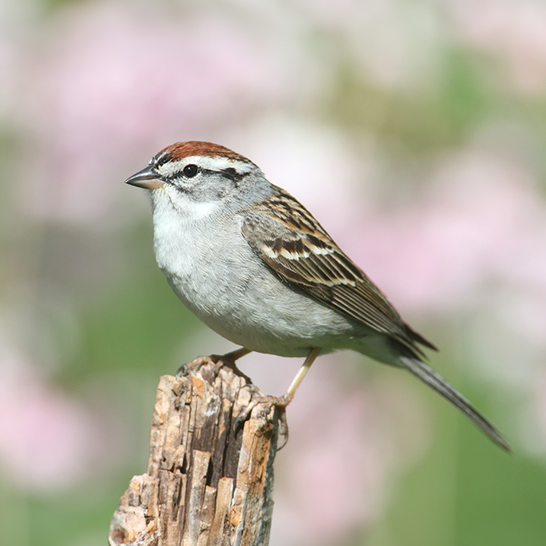 Chipping Sparrow
