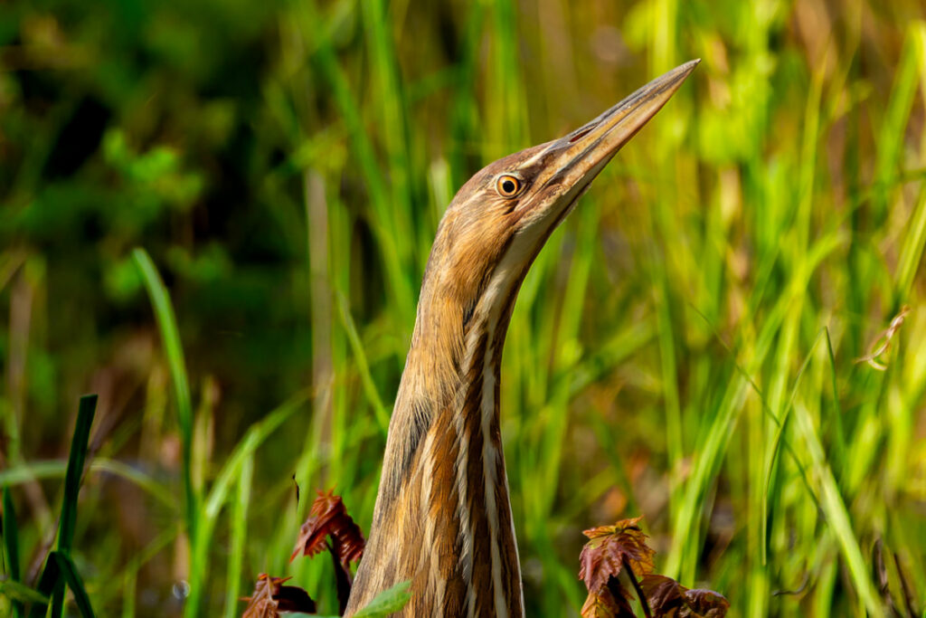 American Bittern - Clyde Sheperd Nature Preserve's Logo Bird © Steve Rushing