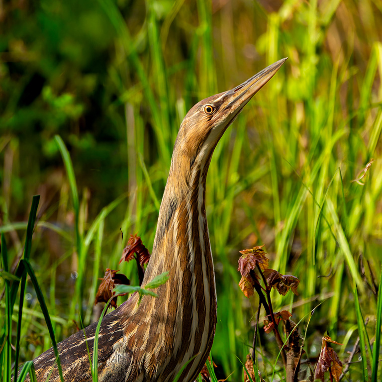 American Bittern - Clyde Sheperd Nature Preserve's Logo Bird © Steve Rushing