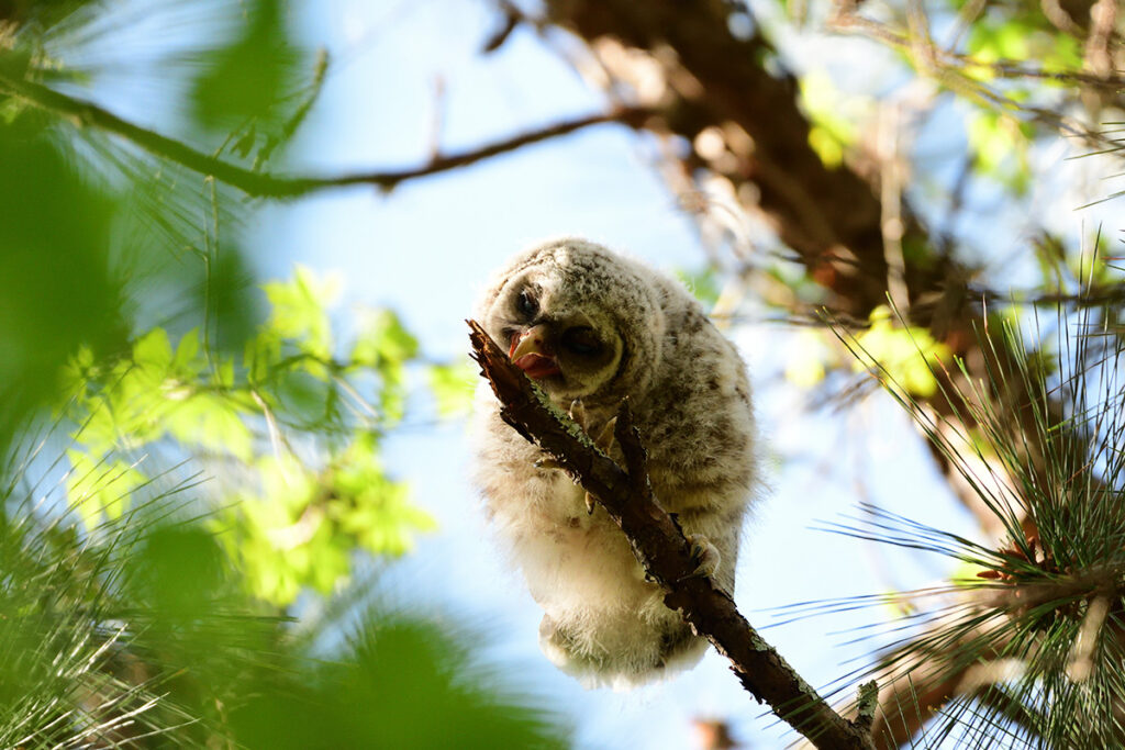 A Barred Owl watches over the grassy meadow © Steven Seligsohn