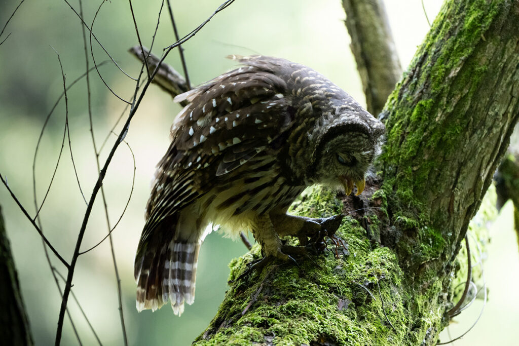 A Barred Owl snacks on a crawfish © Steven Seligsohn