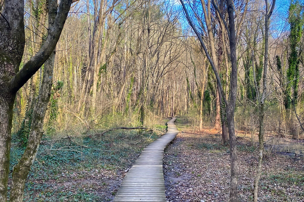 Boardwalk meanders through a wooded area © Susan Berthelot