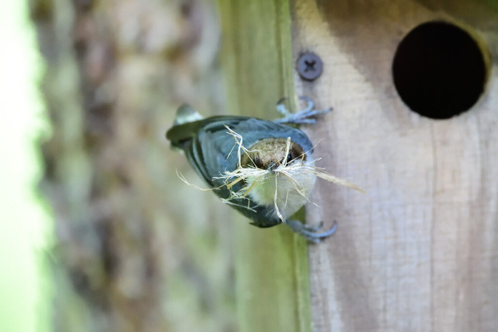 A Brown-Headed Nuthatch builds a nest © Steven Seligsohn