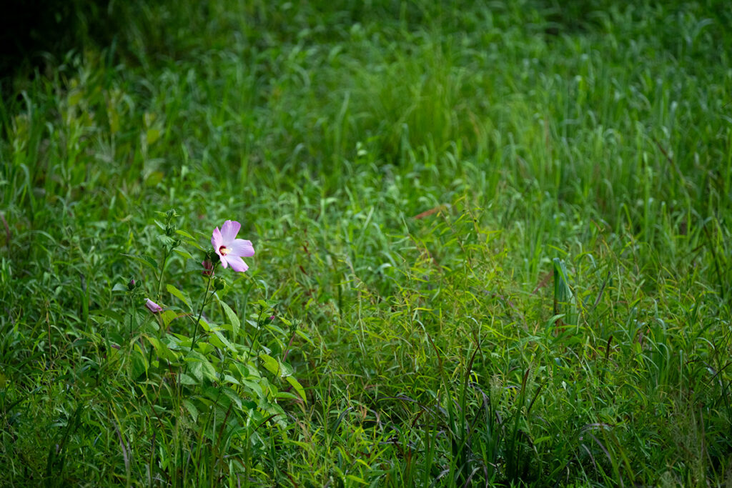 A swamp mallow blooms in the grassy meadow © Steven Seligsohn