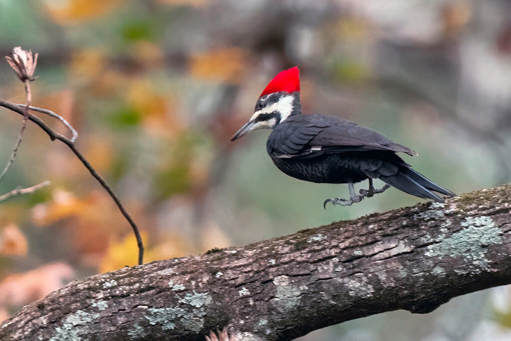 Pileated Woodpecker jumping on branch at CSNP © Susan Berthelot