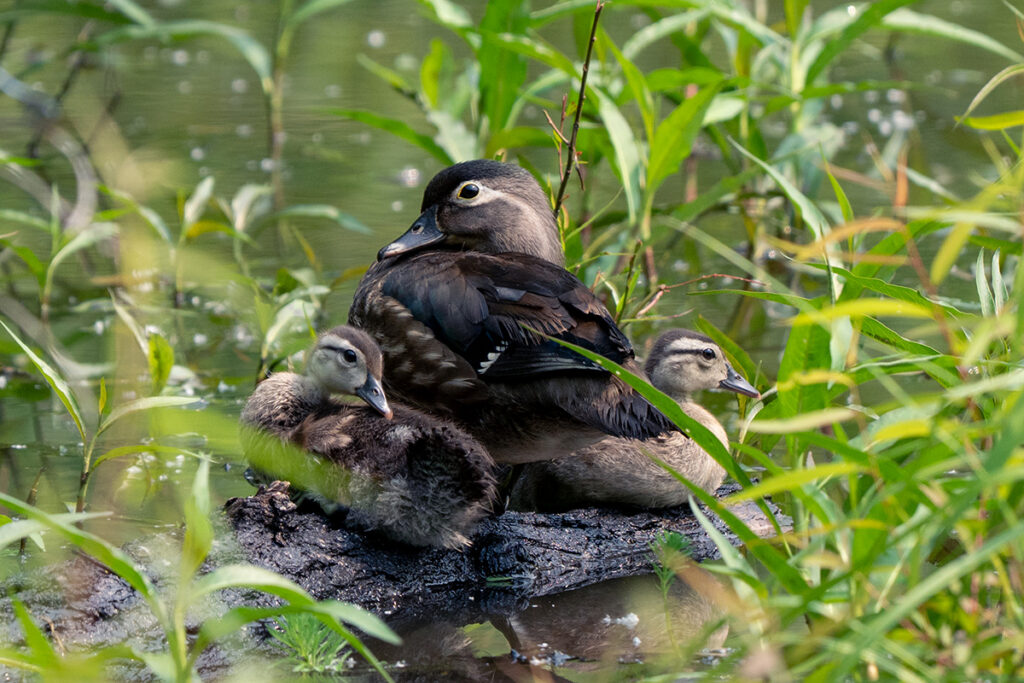 A female Wood Duck watches over her ducklings © Steven Seligsohn