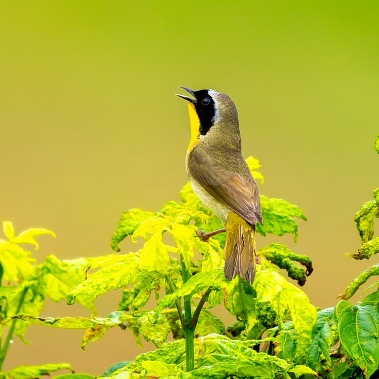 Common Yellowthroat © Steve Rushing
