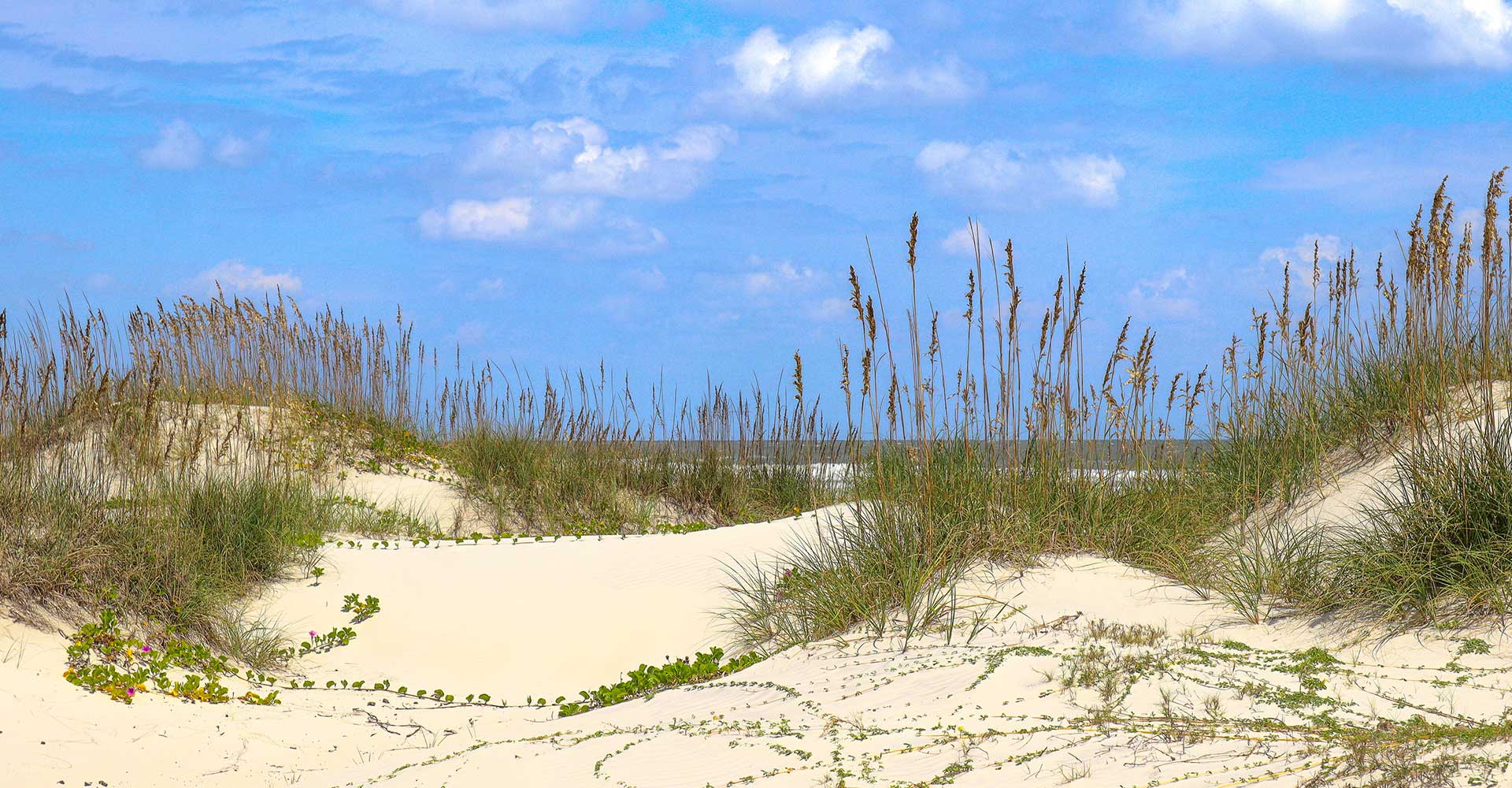 Cumberland Island Dunes
