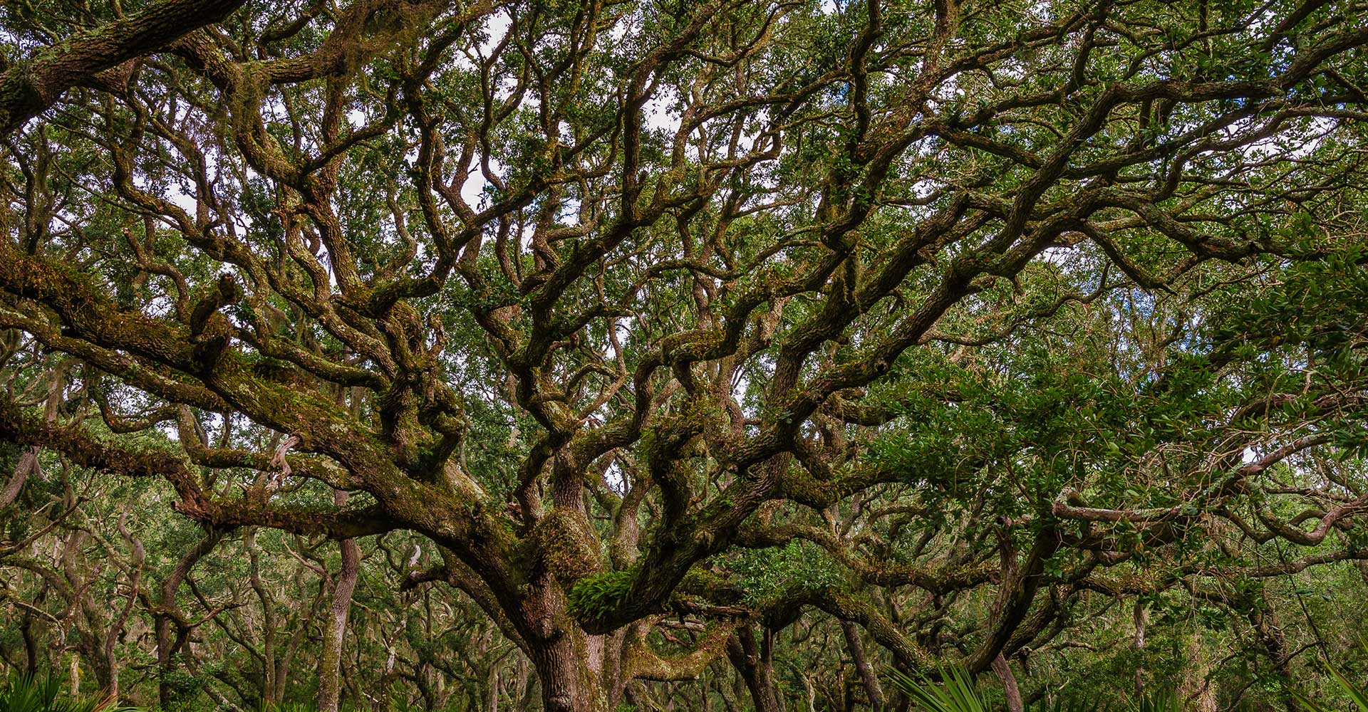 Cumberland Island Oak Trees