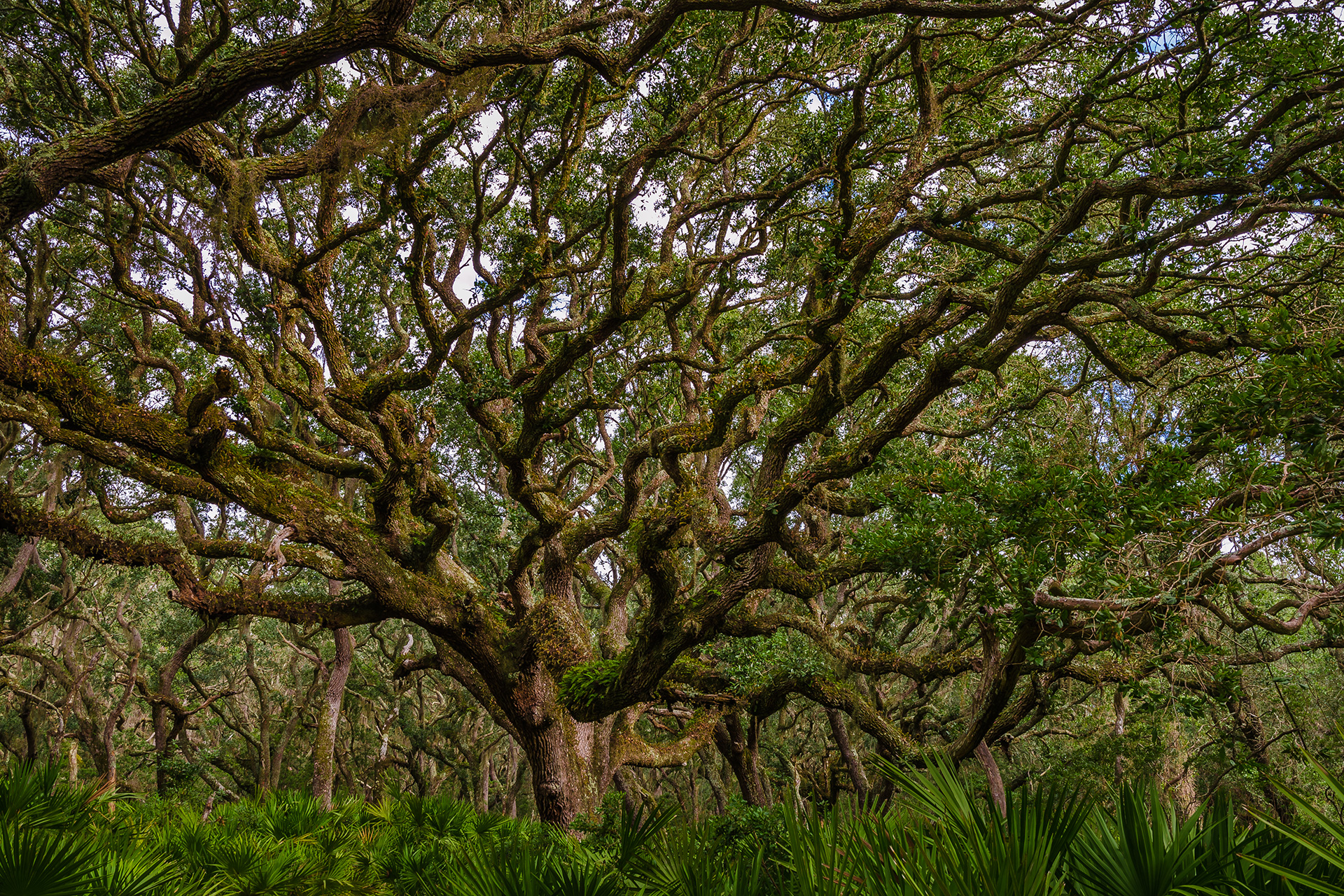Cumberland Island oak trees