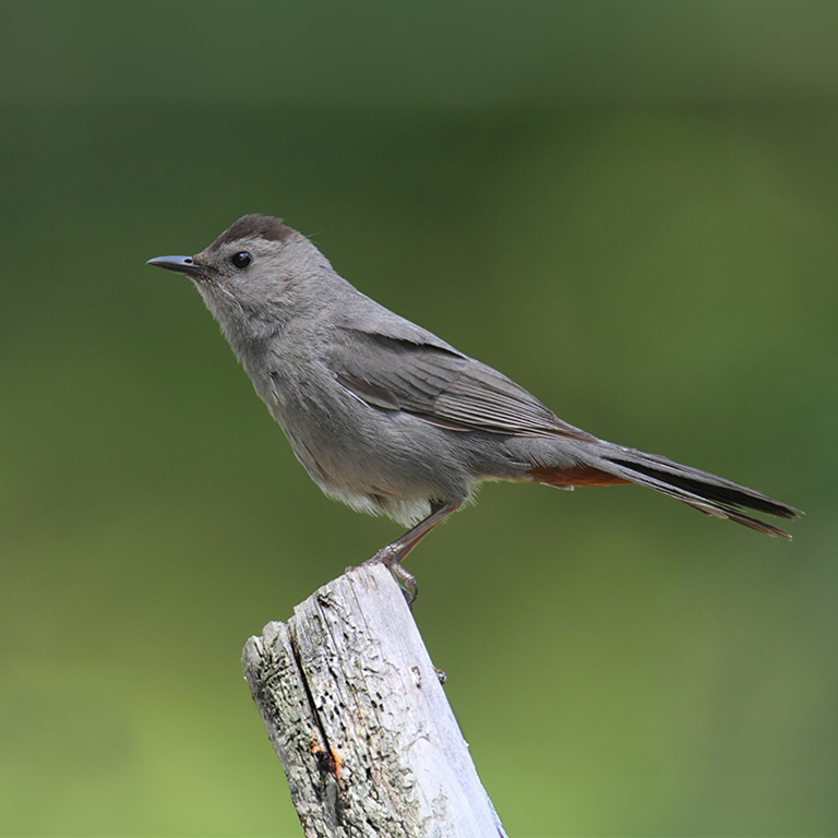 Gray Catbird