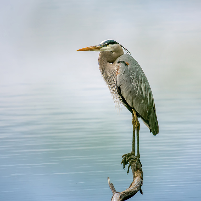 Great Blue Heron