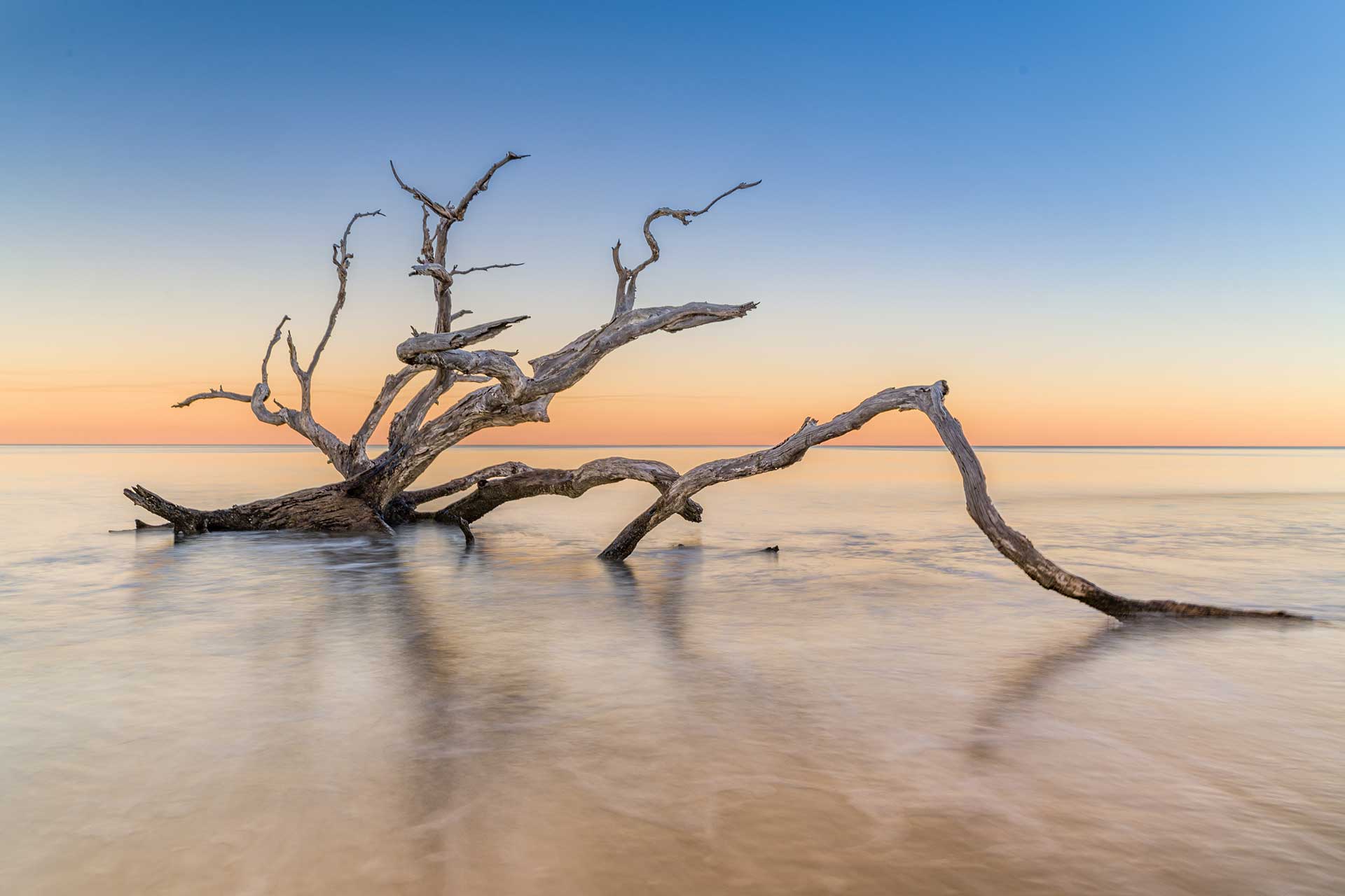 Jekyll Island Driftwood