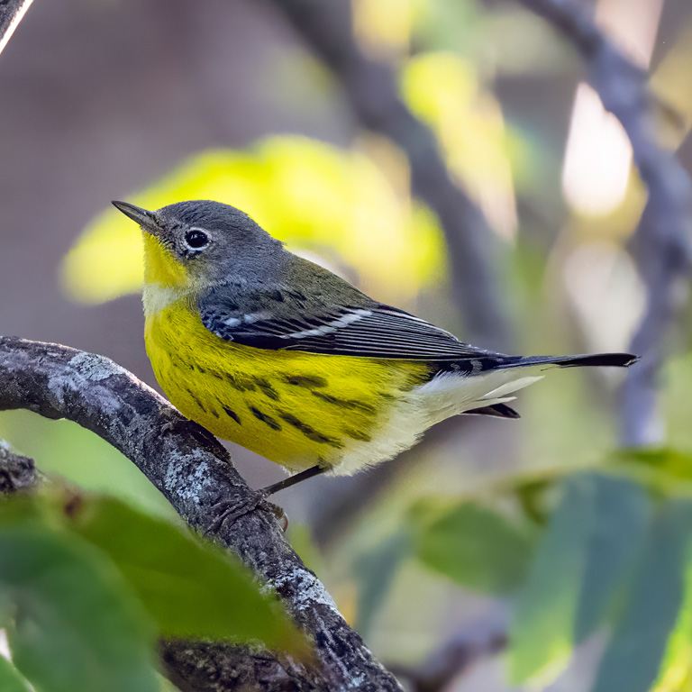 Magnolia Warbler © S Berthelot