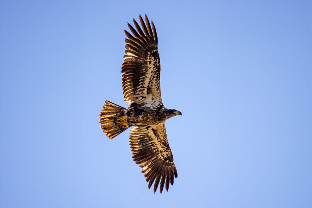 Juvenile Bald Eagle © Jay Payne