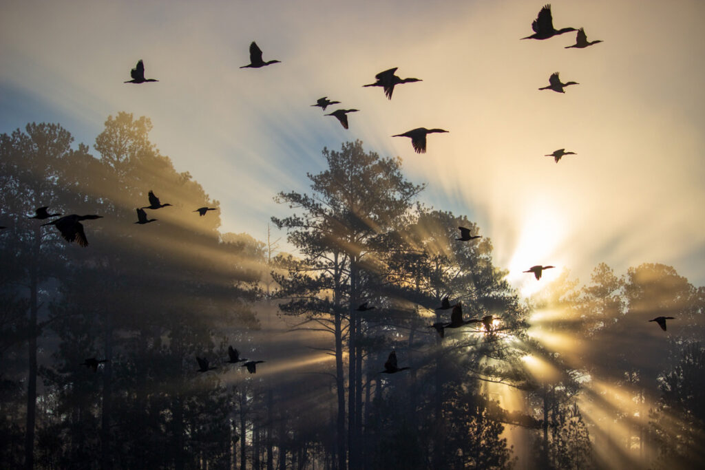 Cormorants at Sunrise © Jay Payne