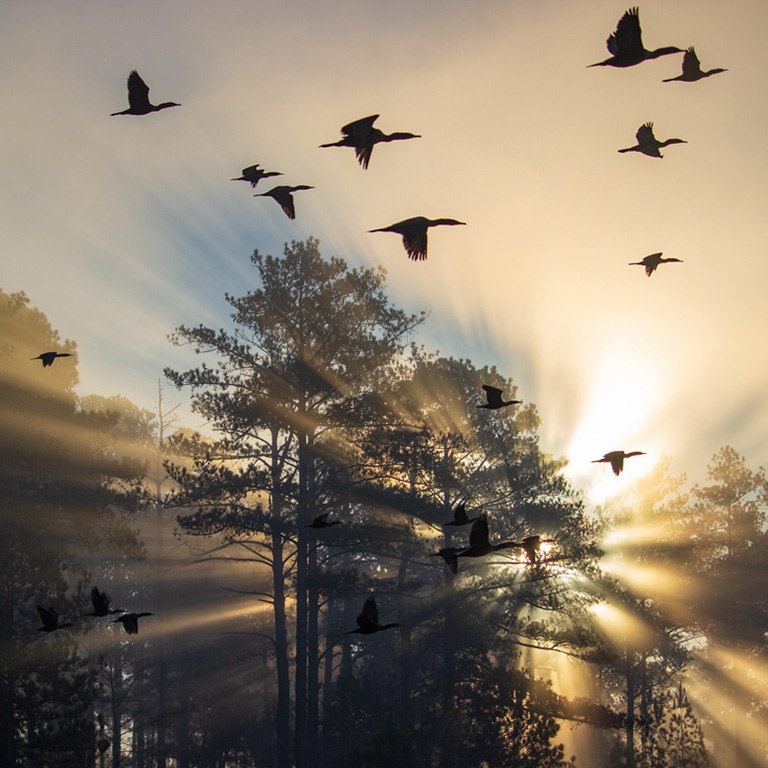 Cormorants at Sunrise © Jay Payne