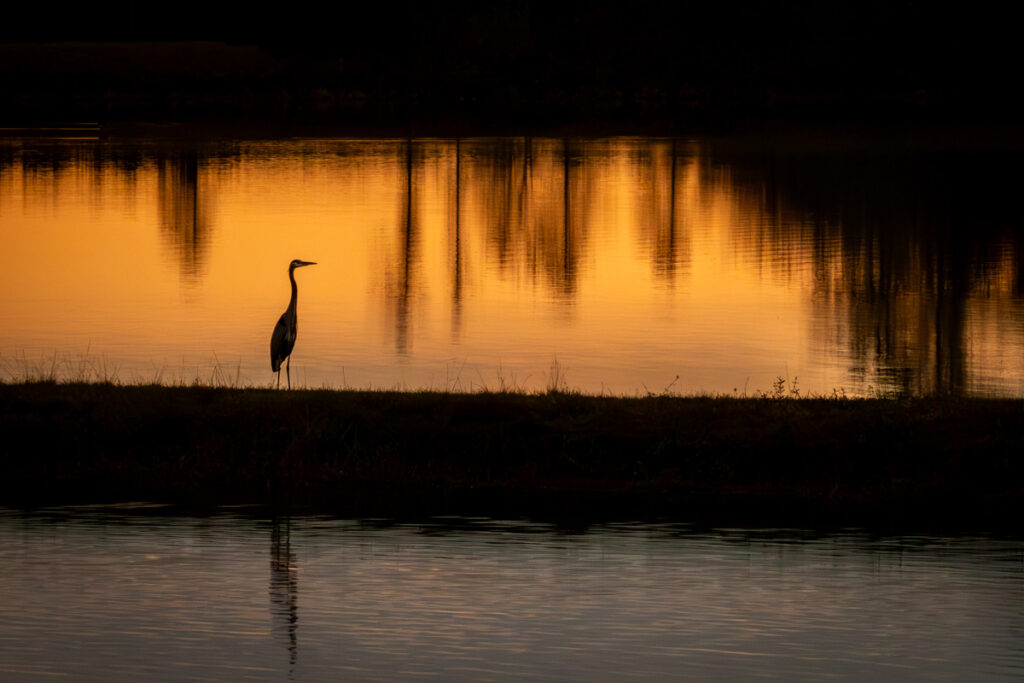 Heron Silhouette © Jay Payne